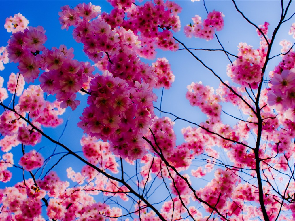 fondos de escritorio de flores brillantes de cerca #28 - 1024x768