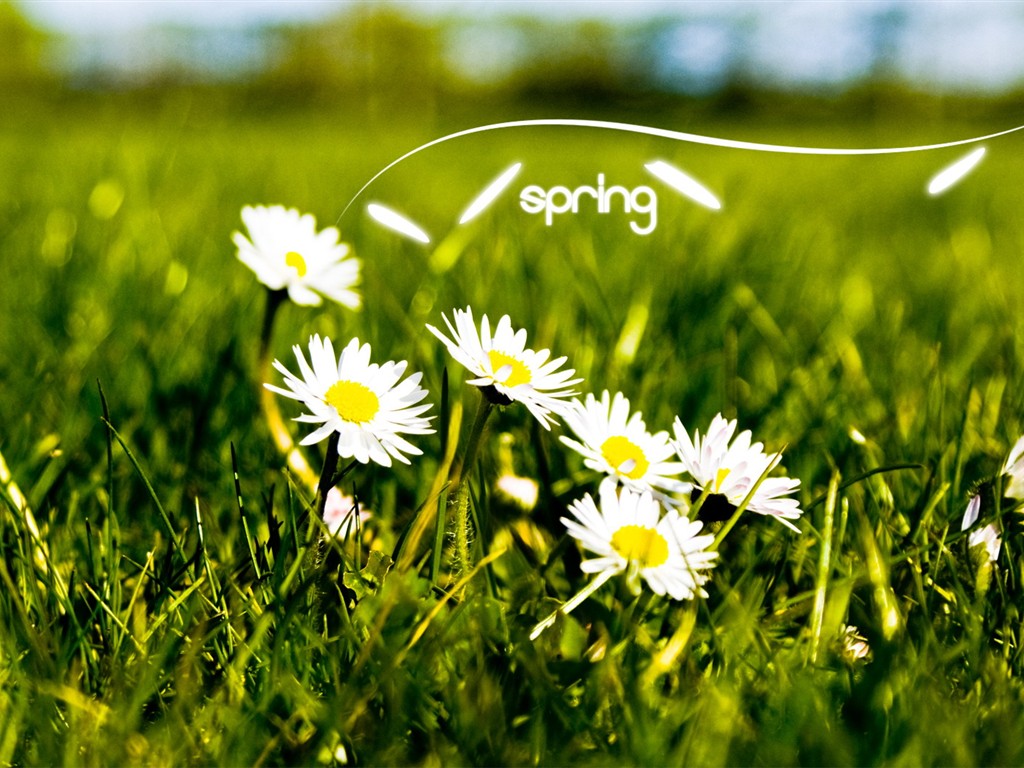 ブリリアントの花がクローズアップ壁紙 #29 - 1024x768