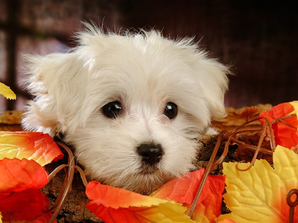 Fluffy pejsek wallpaper #3 - 1024x768
