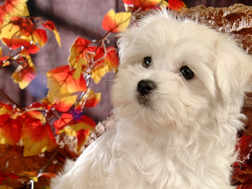 フワフワした小さな犬の壁紙 #19 - 1024x768