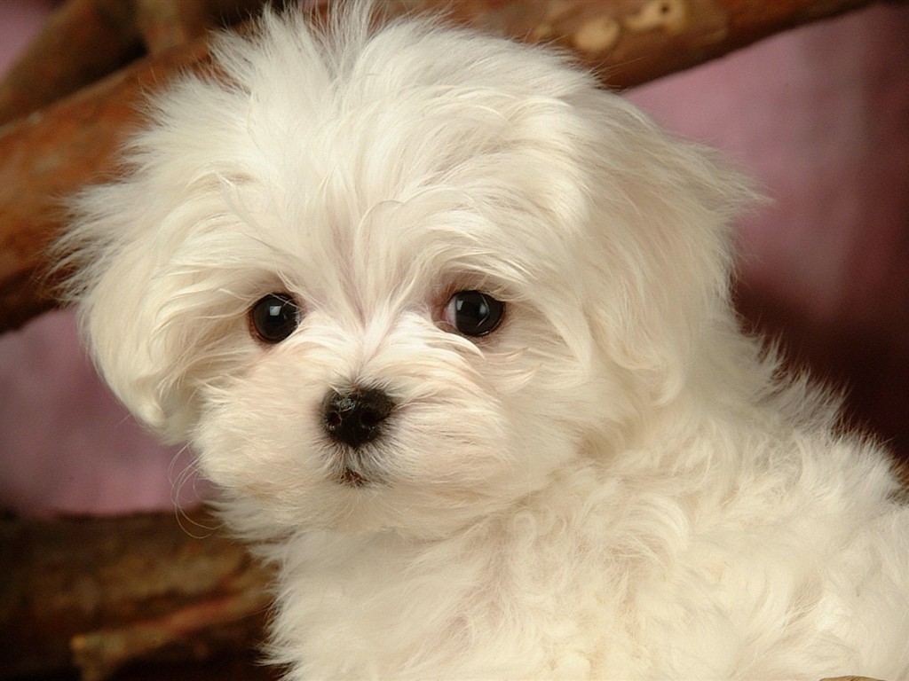 フワフワした小さな犬の壁紙 #24 - 1024x768