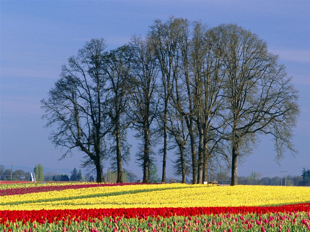 Belles fleurs fonds d'écran (3) #12 - 1024x768