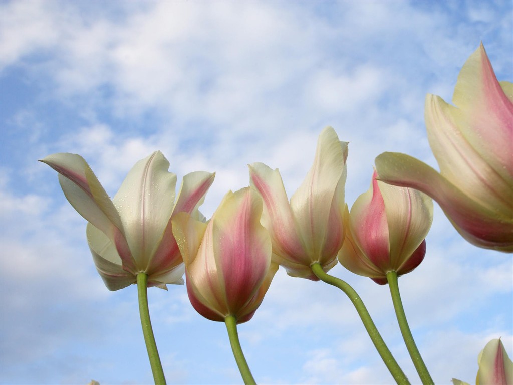 Belles fleurs fonds d'écran (3) #14 - 1024x768