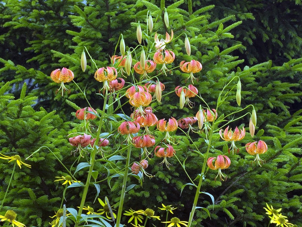 美麗鮮花桌面壁紙(三) #15 - 1024x768