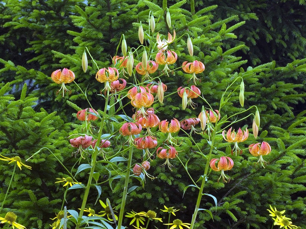 Belles fleurs fonds d'écran (3) #15 - 1024x768