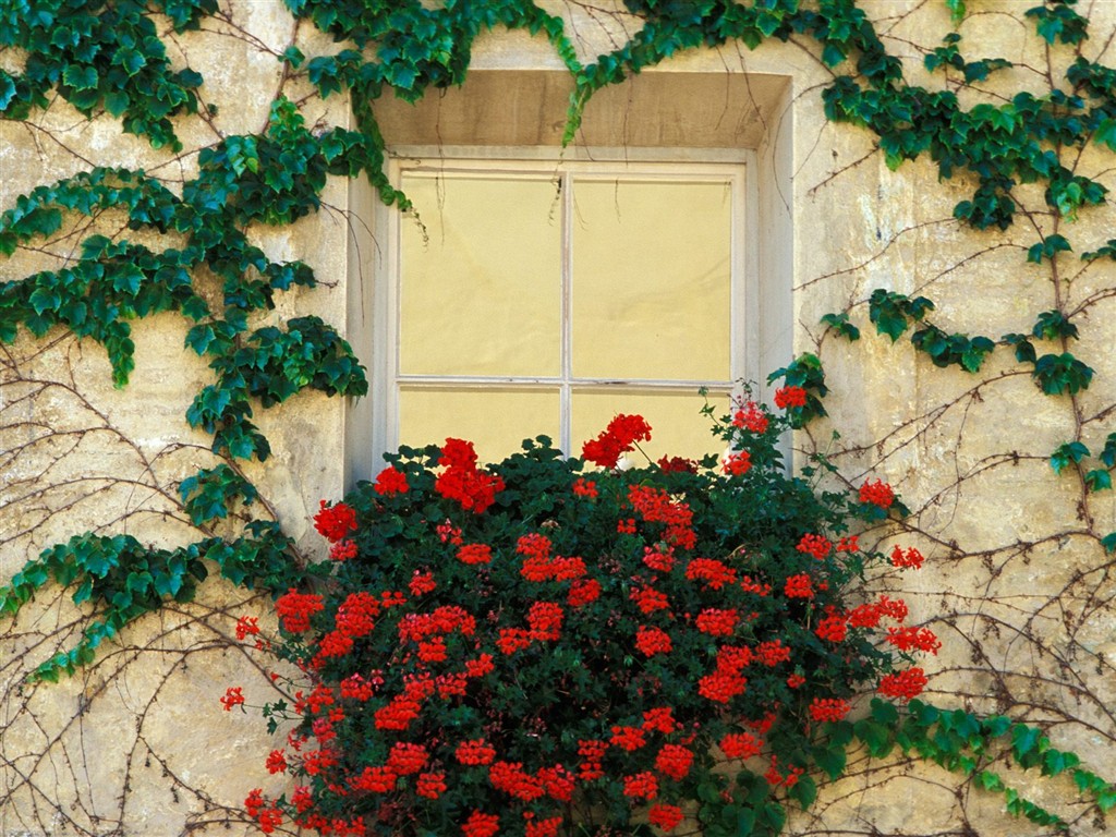 Belles fleurs fonds d'écran (3) #16 - 1024x768