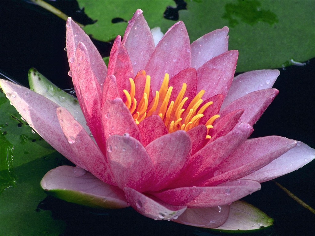 美丽鲜花桌面壁纸(三)20 - 1024x768