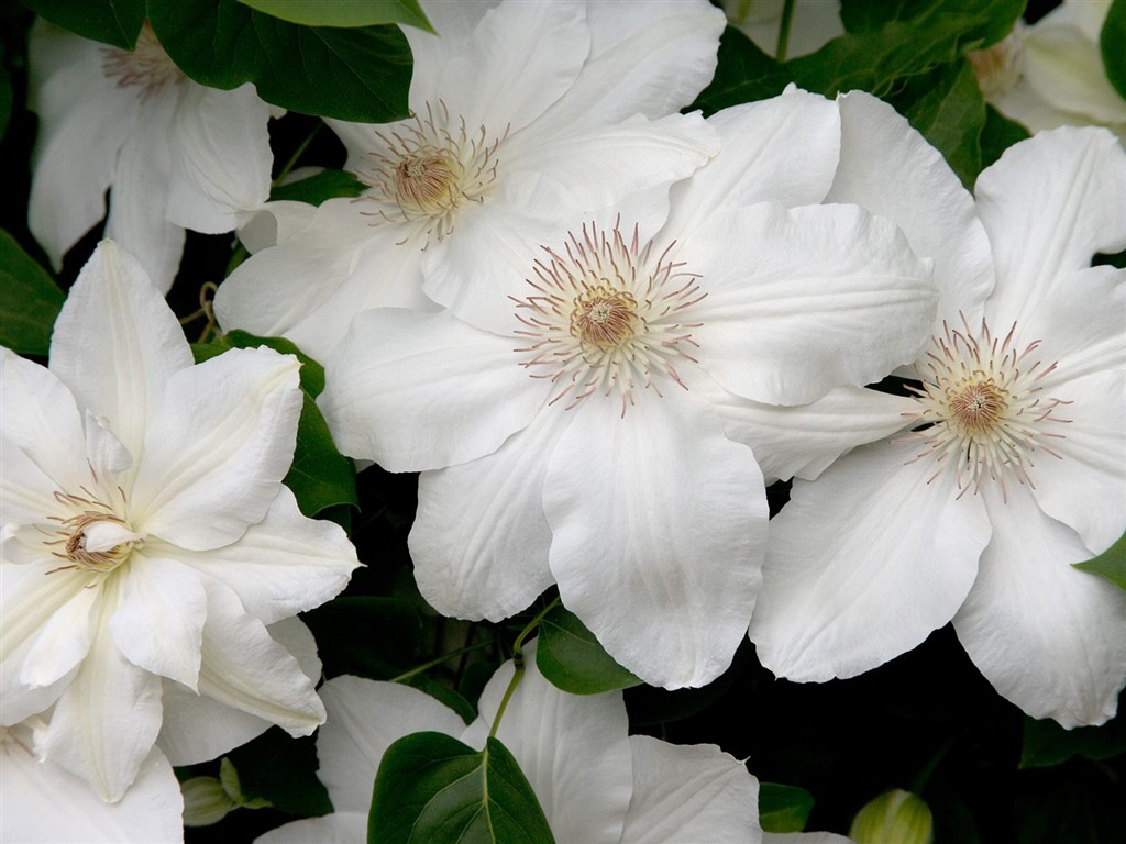 Belles fleurs fonds d'écran (3) #23 - 1024x768