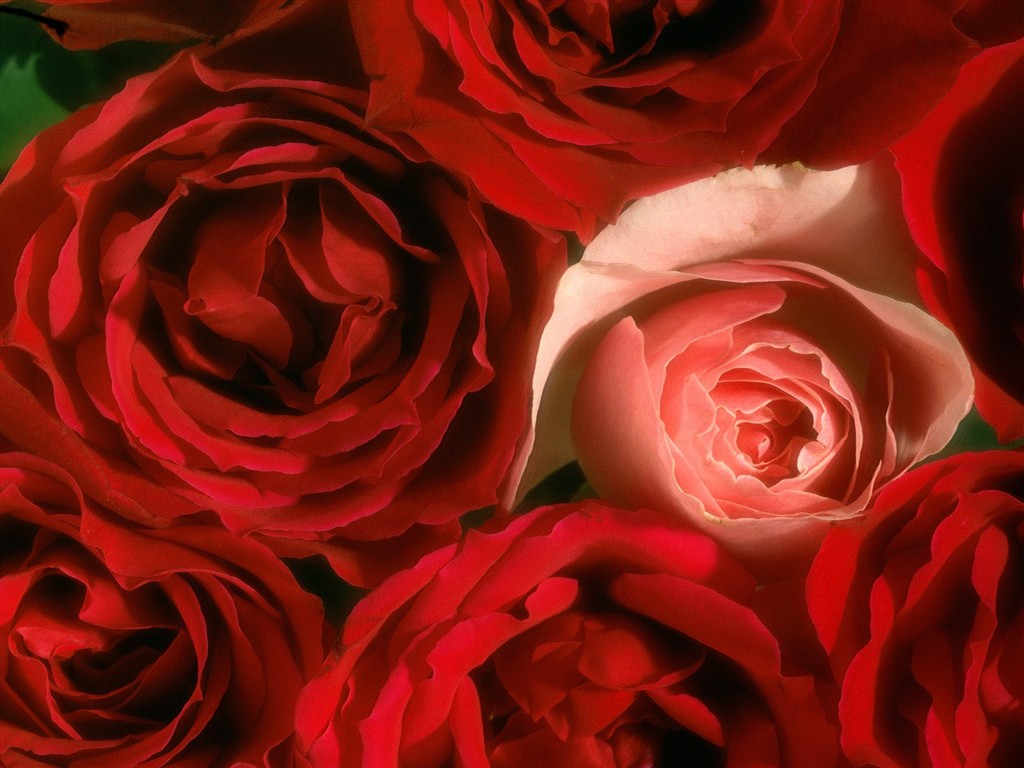 美麗鮮花桌面壁紙(三) #37 - 1024x768