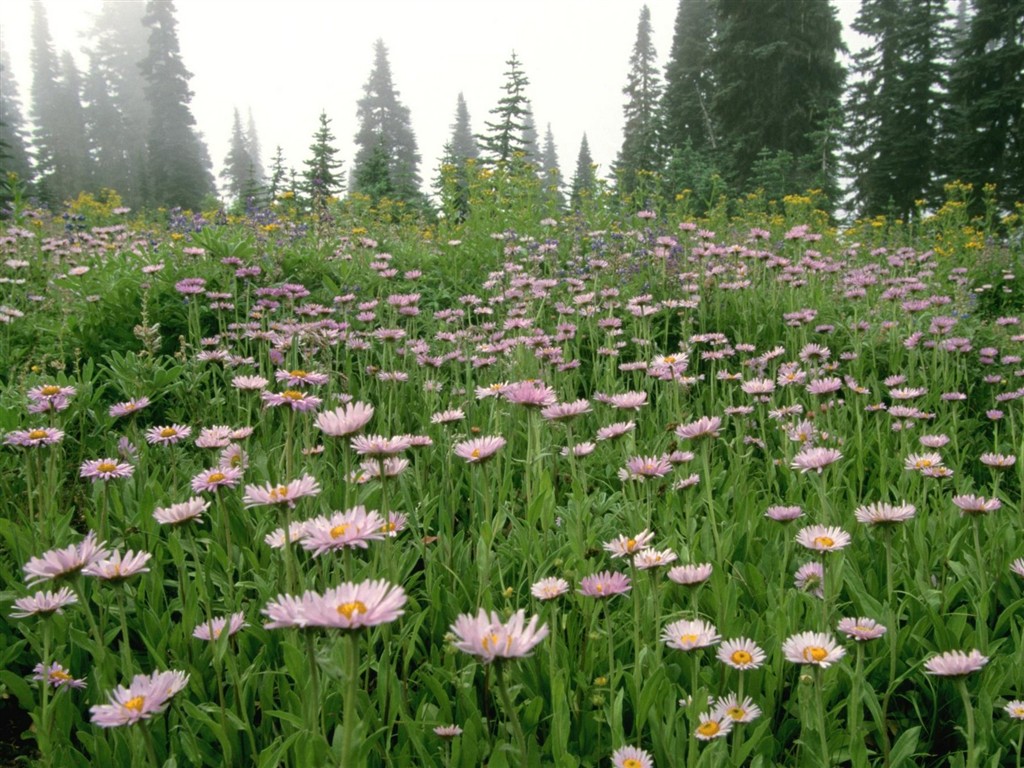 Belles fleurs fonds d'écran (3) #48 - 1024x768