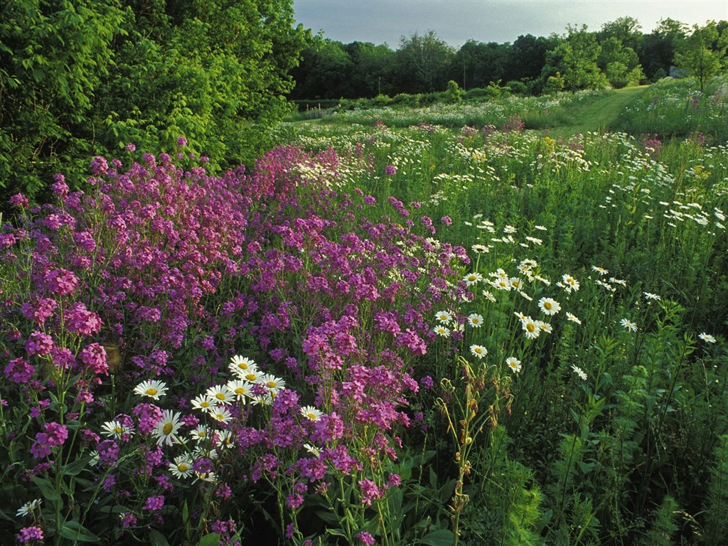 Hermoso fondo de pantalla Flores (3) #50 - 1024x768