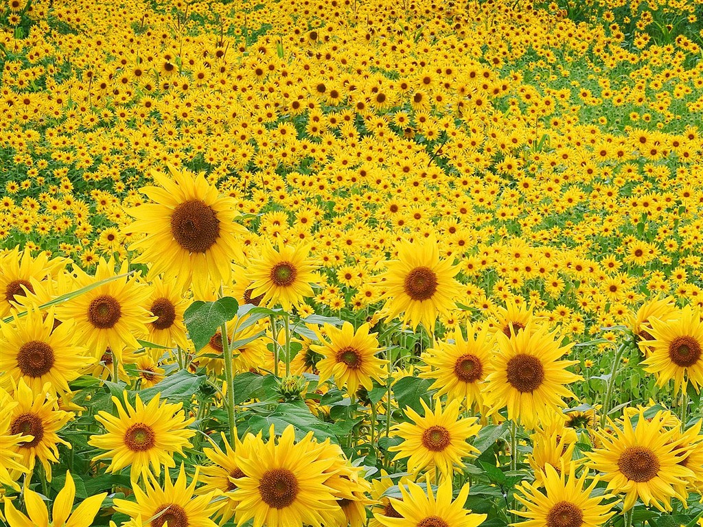 Belles fleurs fonds d'écran (3) #51 - 1024x768