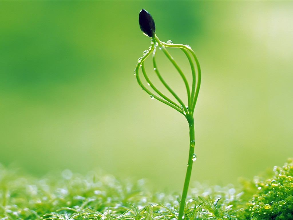 Sprout leaves HD Wallpaper (1) #24 - 1024x768