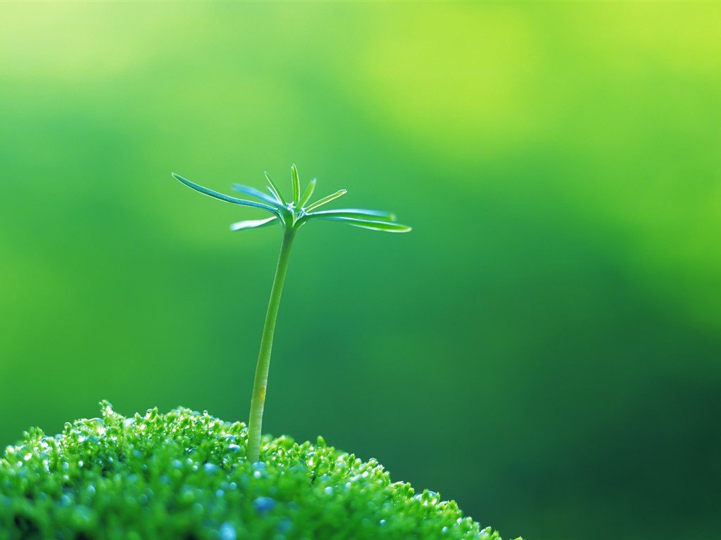 Sprout leaves HD Wallpaper (1) #26 - 1024x768