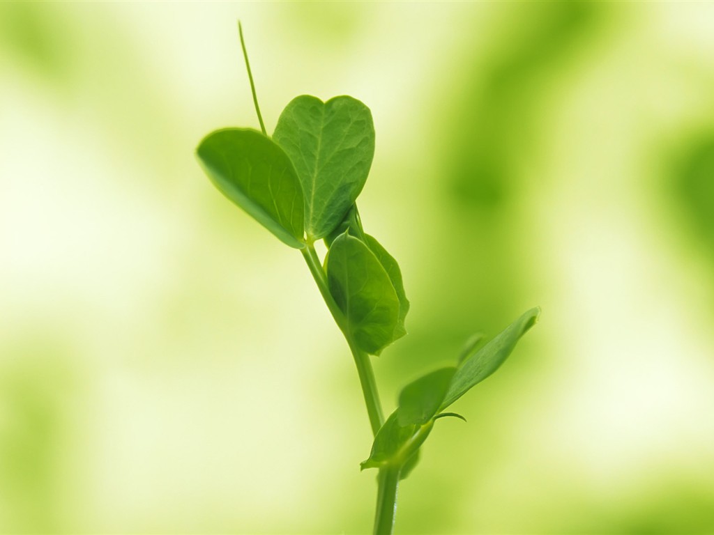 Sprout leaves HD Wallpaper (1) #40 - 1024x768