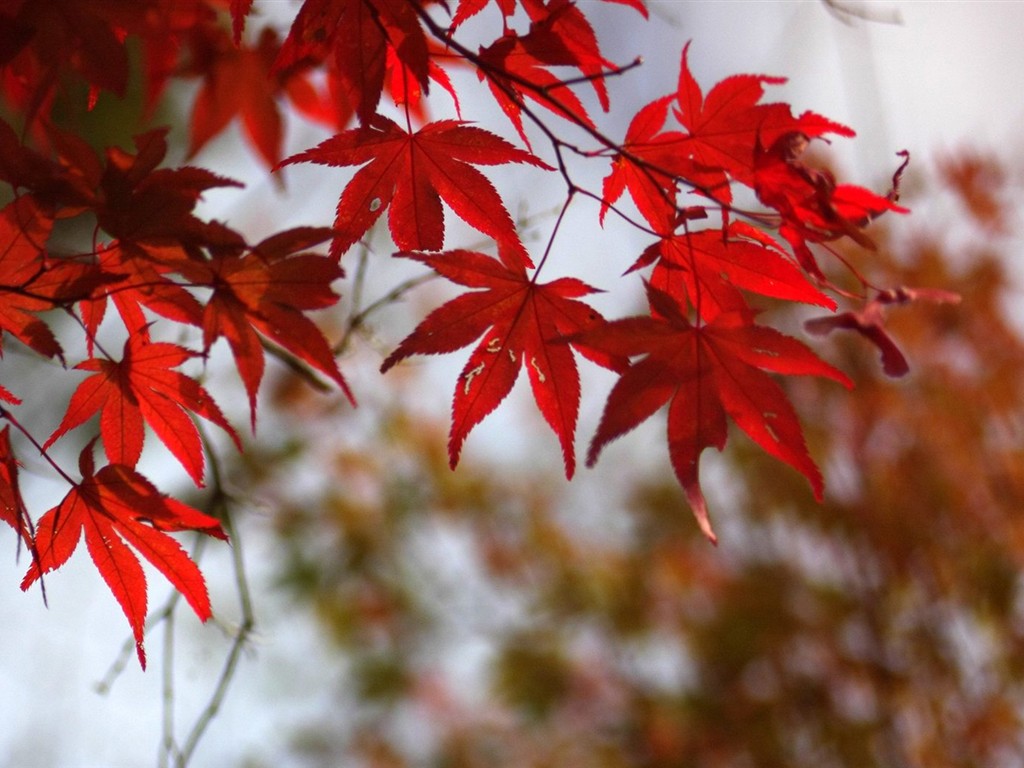 Japan Tour: Rokko Mountain leaves #1 - 1024x768