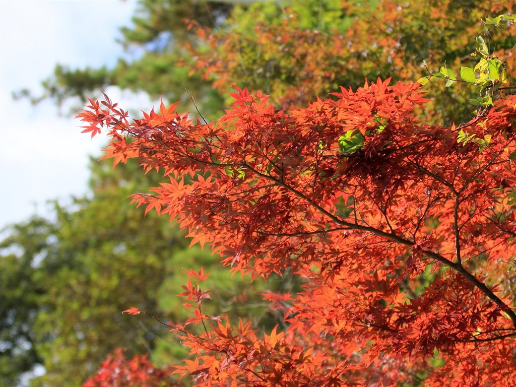 日本之旅：六甲山之紅葉 #3 - 1024x768