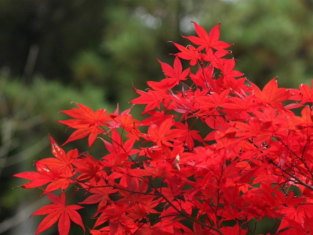 日本之旅：六甲山之紅葉 #4 - 1024x768