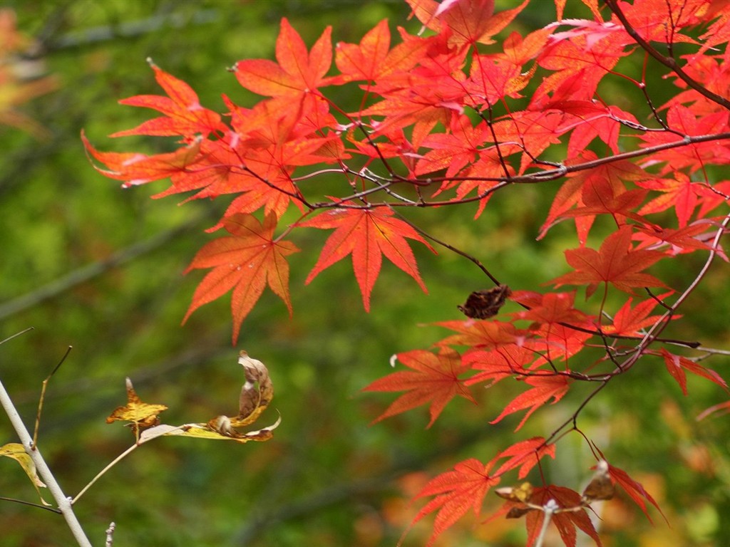 日本之旅：六甲山之紅葉 #5 - 1024x768