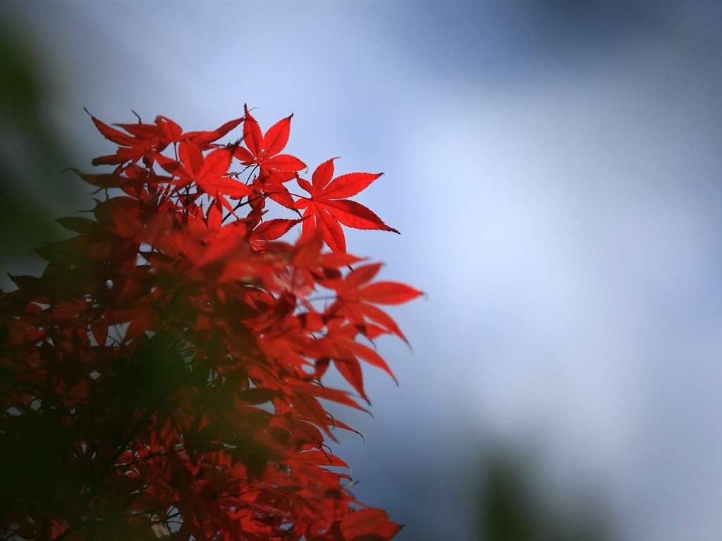 Japan Tour: Rokko Mountain leaves #7 - 1024x768