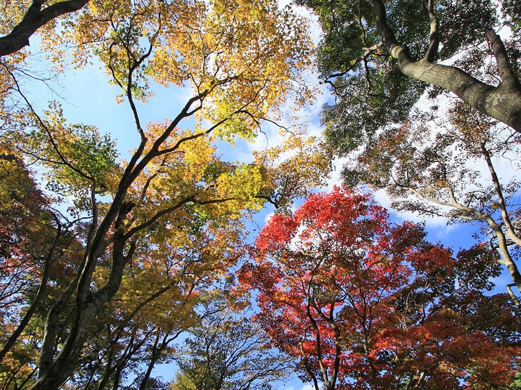 Japan Tour: Montañas Rokko hojas #11 - 1024x768