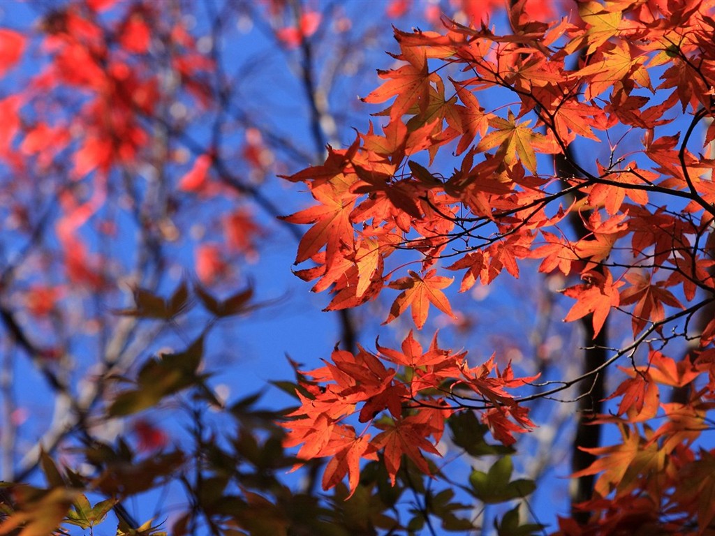 日本之旅：六甲山之紅葉 #13 - 1024x768