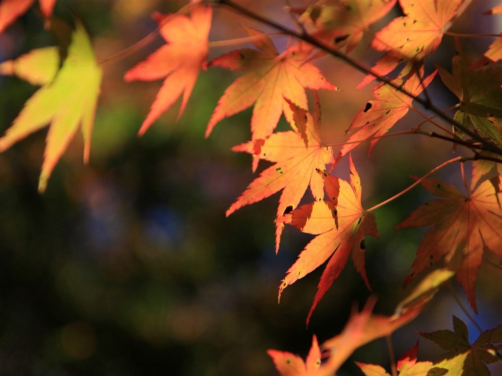 Japan Tour: Rokko Mountain leaves #16 - 1024x768