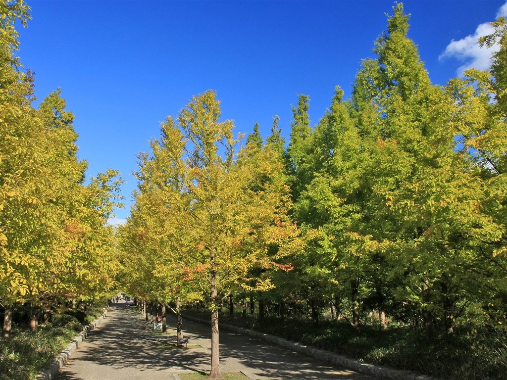 Japan Tour: Montañas Rokko hojas #17 - 1024x768