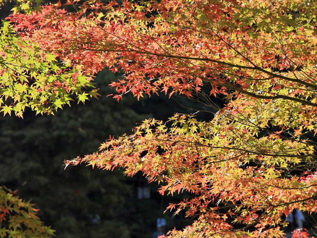 日本之旅：六甲山之紅葉 #18 - 1024x768