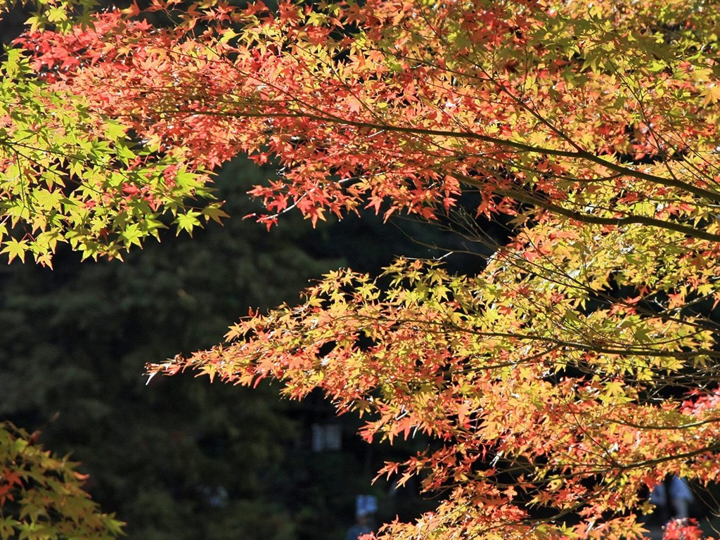 Japan Tour: Rokko Mountain leaves #18 - 1024x768