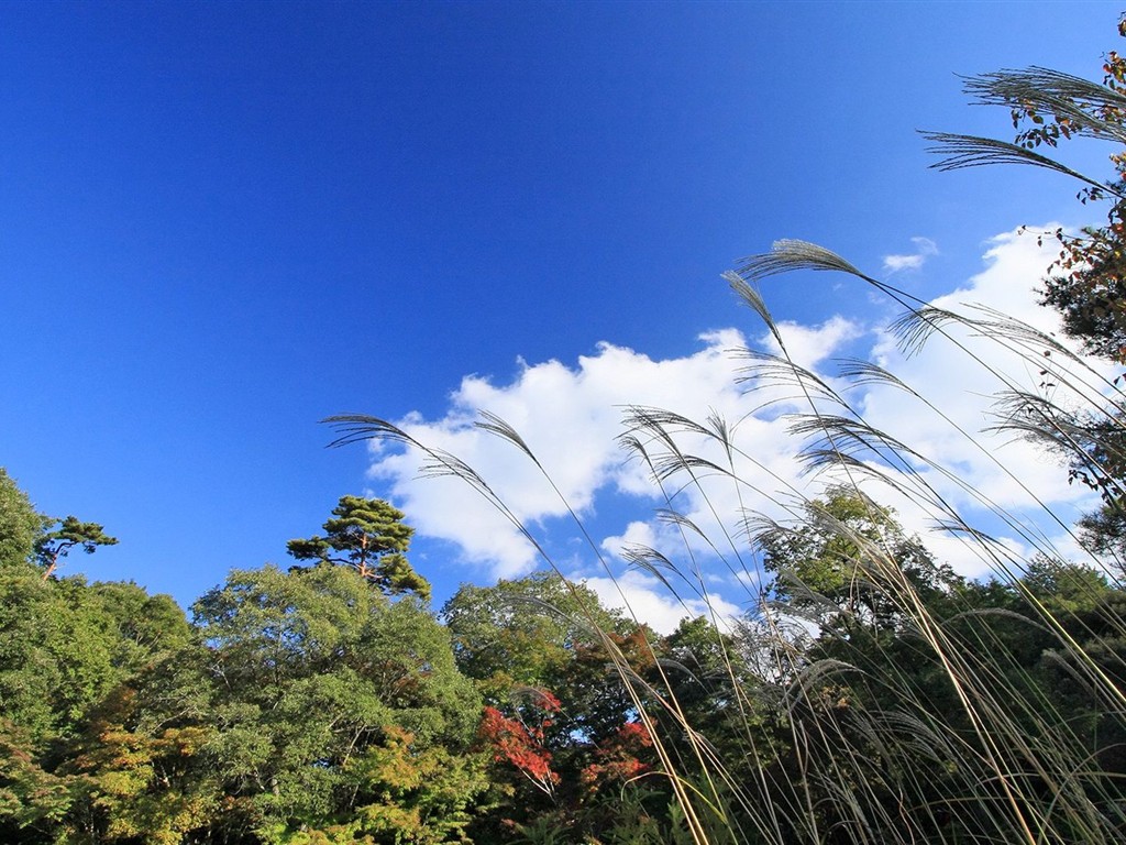 Japan Tour: Rokko Mountain leaves #21 - 1024x768