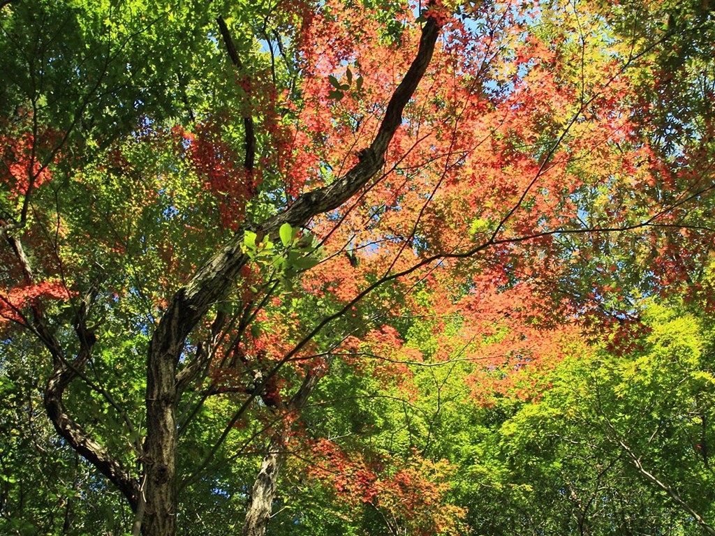 Japan Tour: Rokko Mountain leaves #22 - 1024x768