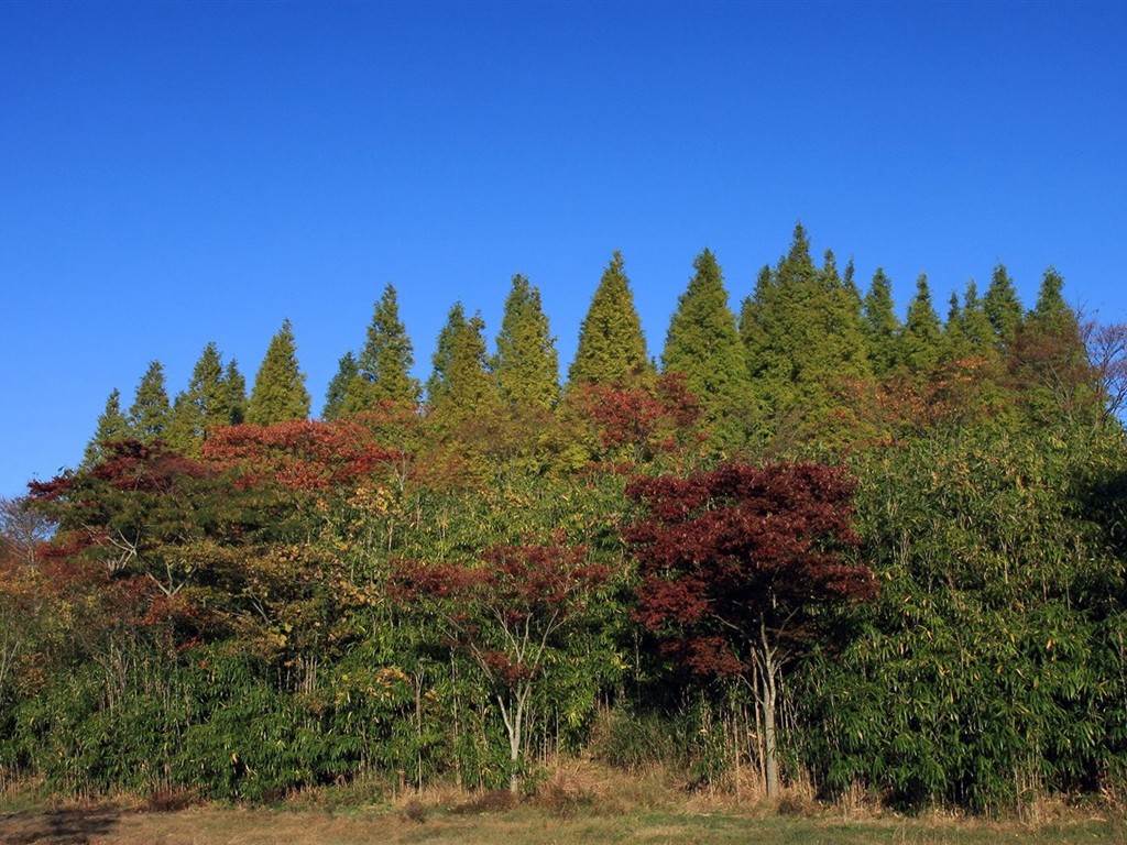 Japan Tour: Rokko Mountain leaves #24 - 1024x768