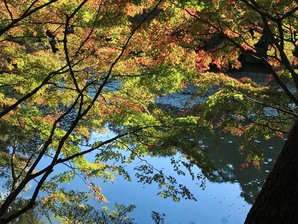 Japan Tour: Rokko Mountain leaves #25 - 1024x768