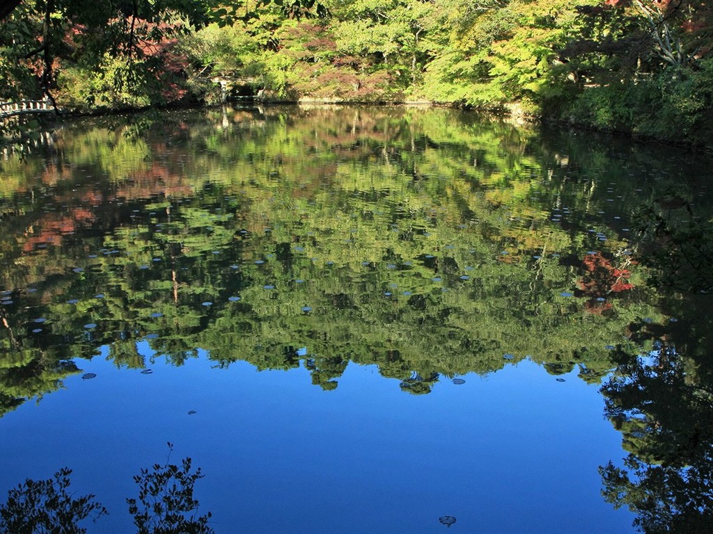 Japan Tour: Montañas Rokko hojas #29 - 1024x768