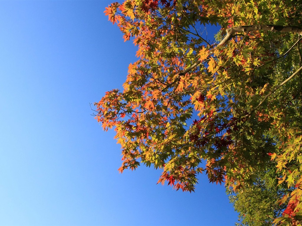 Japan Tour: Rokko Mountain leaves #32 - 1024x768