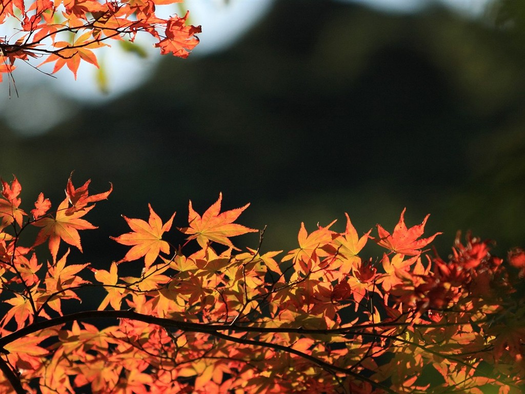 Japan Tour: Rokko Mountain leaves #34 - 1024x768