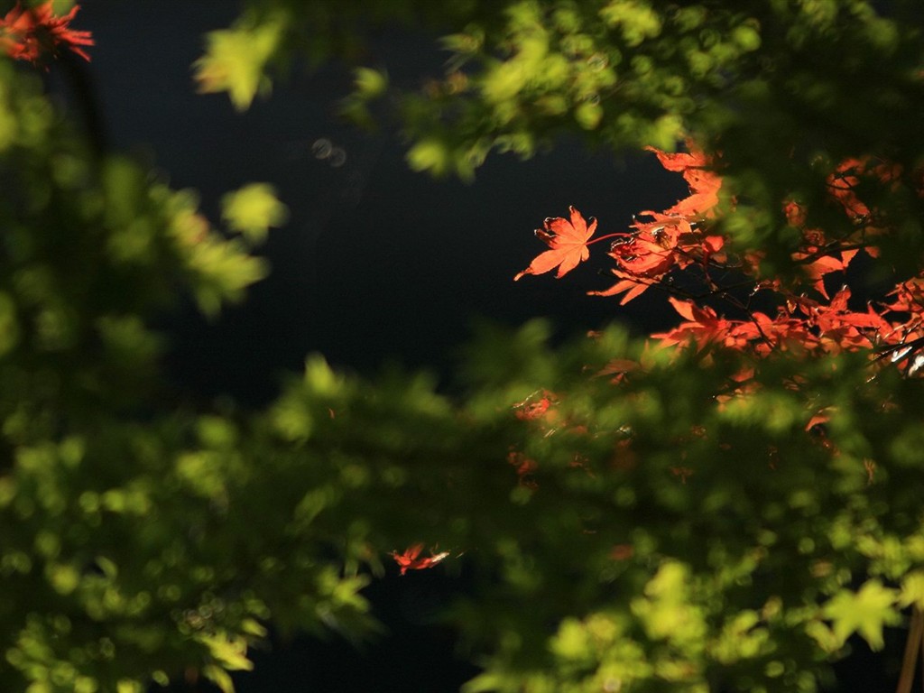 Japan Tour: Rokko Mountain leaves #35 - 1024x768