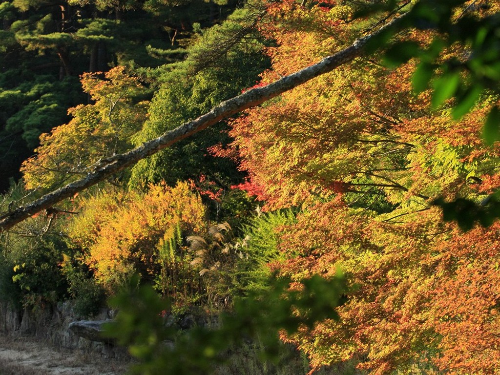 Japan Tour: Montañas Rokko hojas #36 - 1024x768