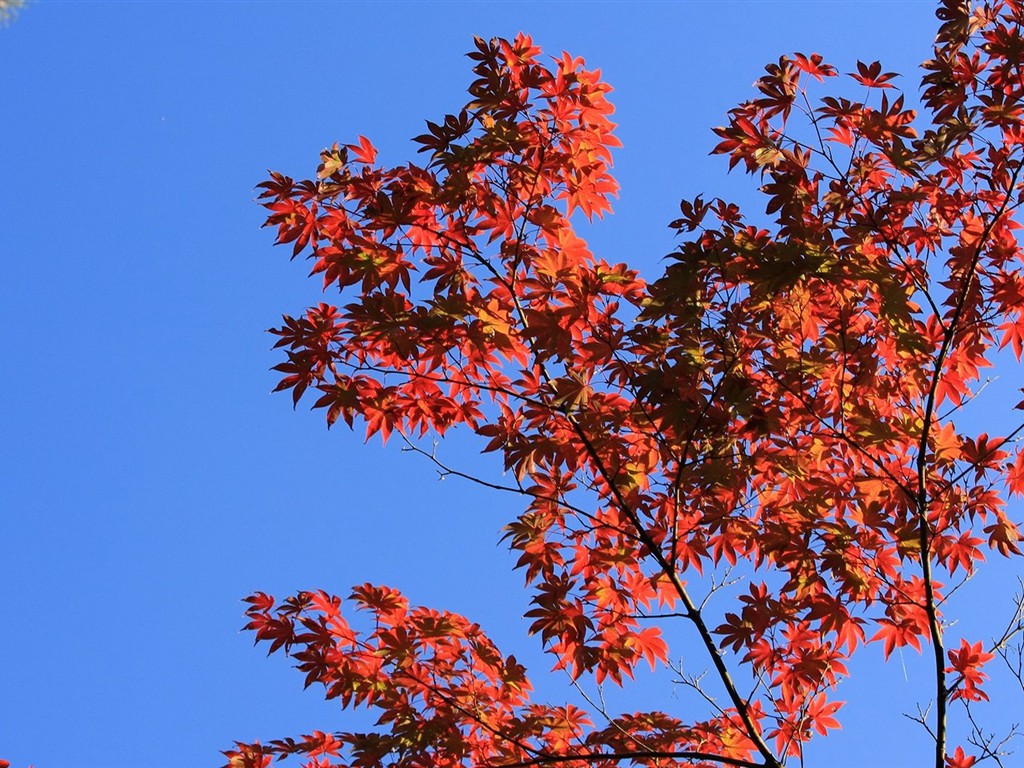 日本之旅：六甲山之紅葉 #37 - 1024x768