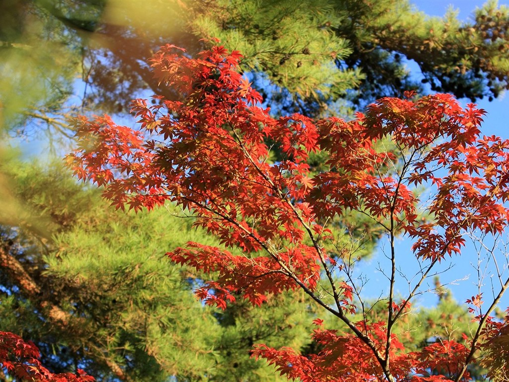 Japan Tour: Rokko Mountain leaves #38 - 1024x768