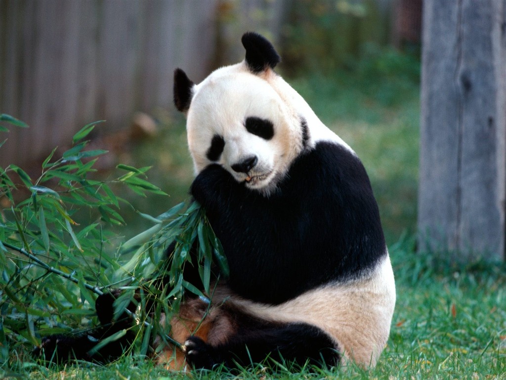動物壁紙合集(七) #6 - 1024x768