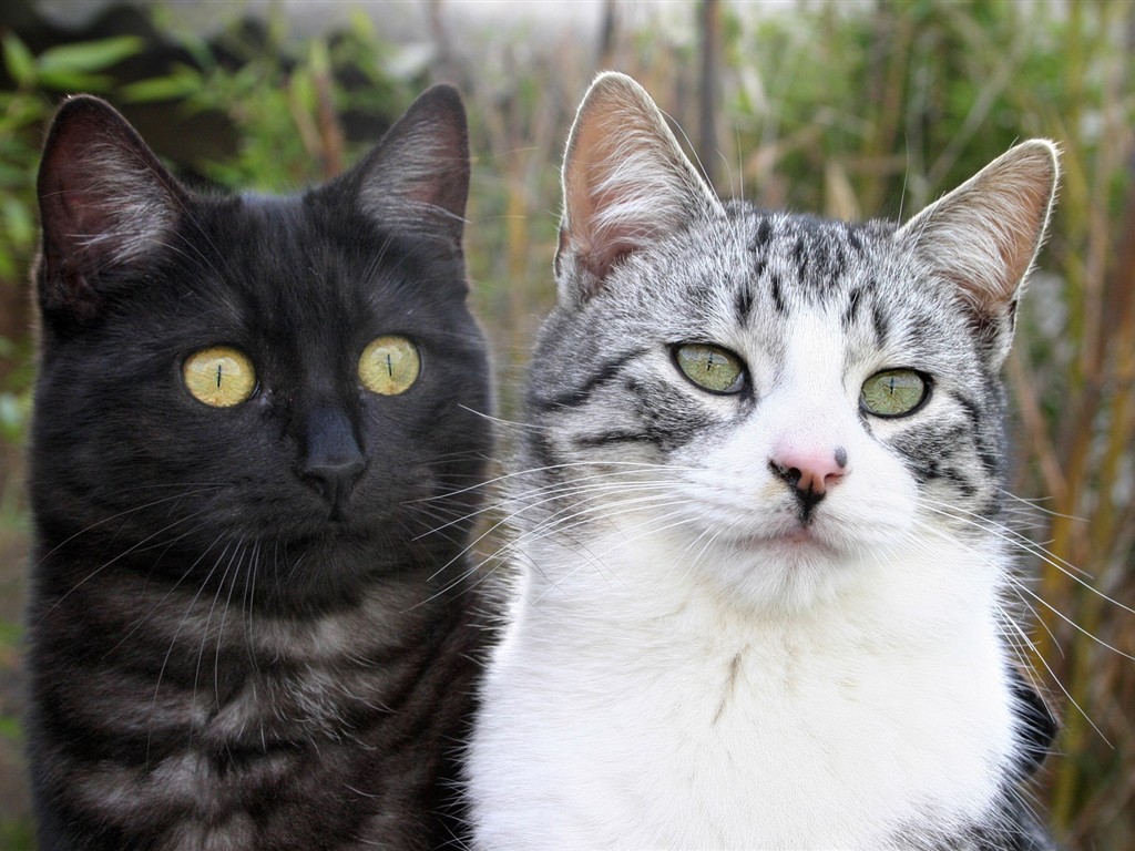 cat foto HD Tapety na plochu #30 - 1024x768
