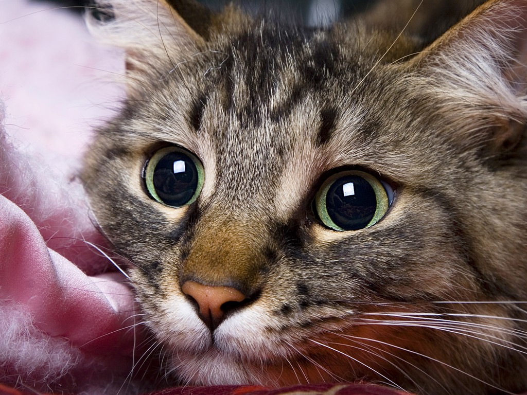 猫写真のHD画像 #34 - 1024x768