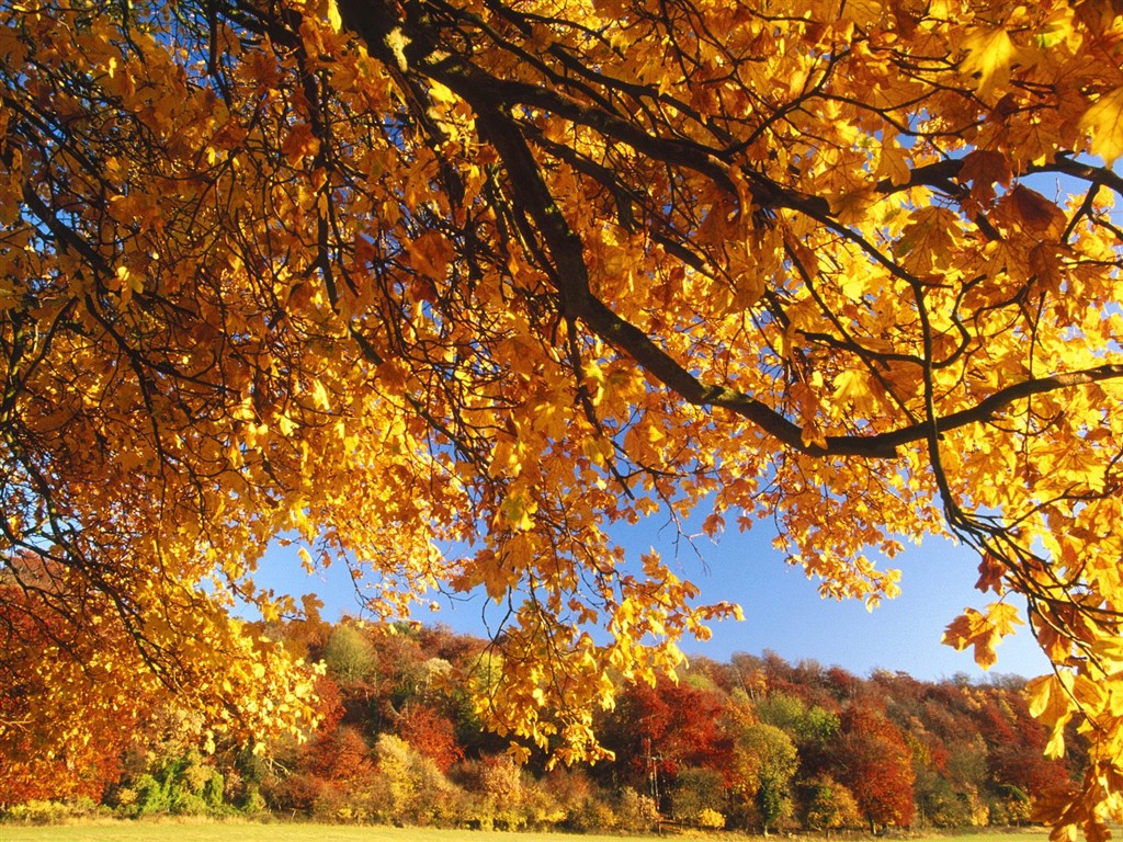 Dickes Herbstlandschaft Tapete #8 - 1024x768