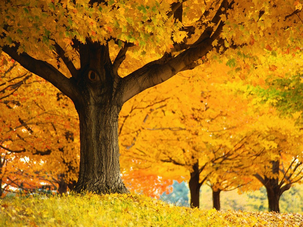 Dickes Herbstlandschaft Tapete #10 - 1024x768