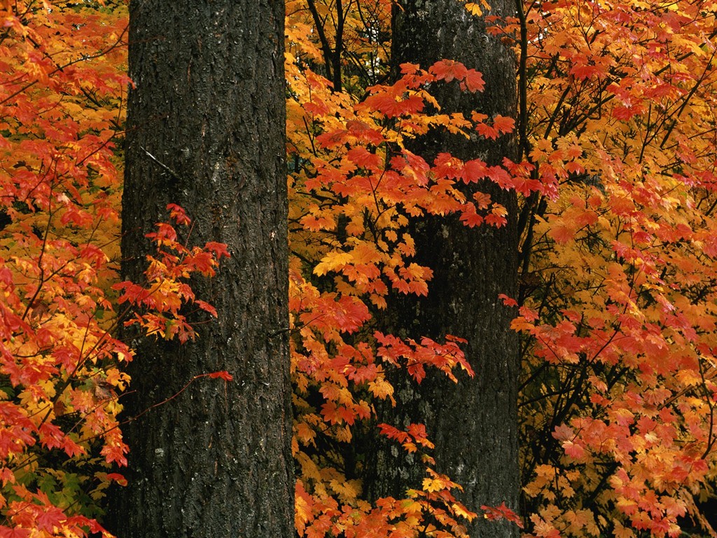 Dickes Herbstlandschaft Tapete #15 - 1024x768