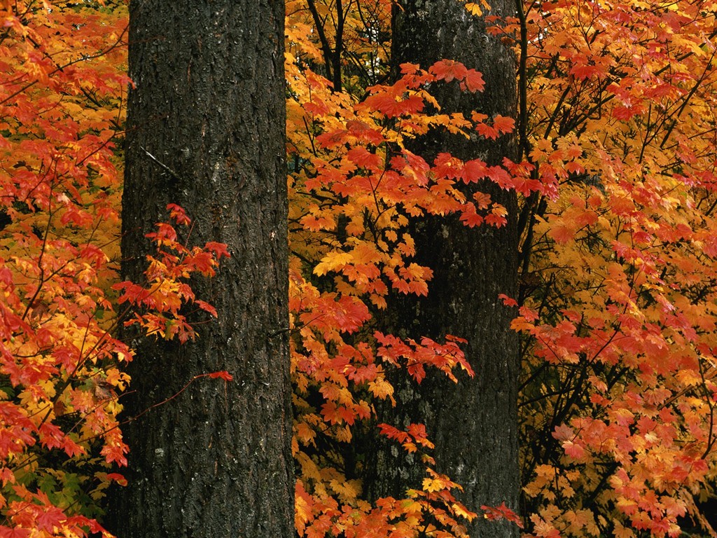 Fond d'écran épais décor de l'automne #15 - 1024x768