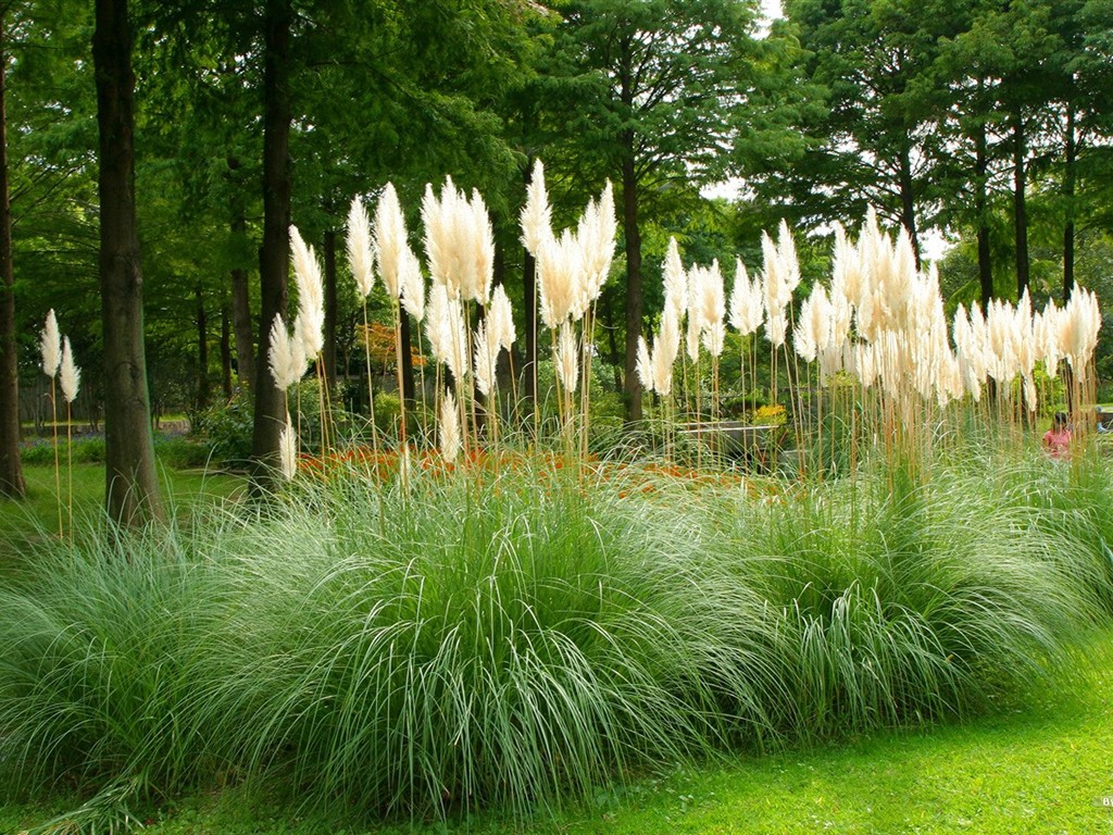 Parc beau fond d'écran #18 - 1024x768