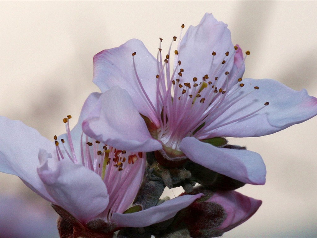 봄 꽃 (Minghu Metasequoia 작동) #2 - 1024x768